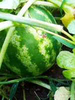 IMG-20190808-WA0012.jpg