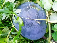 IMG-20190808-WA0008.jpg