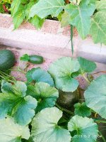 IMG-20190808-WA0001.jpg