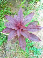 IMG-20190808-WA0020.jpg