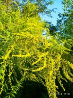IMG-20190808-WA0016.jpg
