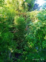 IMG-20190808-WA0023.jpg