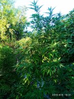 IMG-20190808-WA0022.jpg