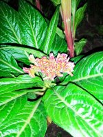 IMG-20190808-WA0044.jpg