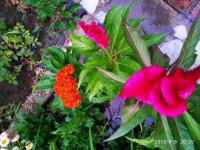 IMG-20190808-WA0040.jpg