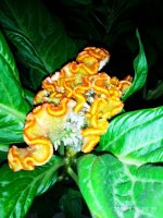 IMG-20190808-WA0038.jpg