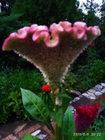 IMG-20190808-WA0037.jpg