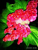 IMG-20190808-WA0036.jpg