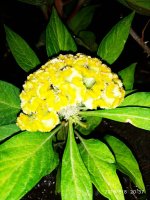 IMG-20190808-WA0034.jpg