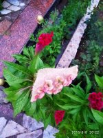 IMG-20190808-WA0033.jpg