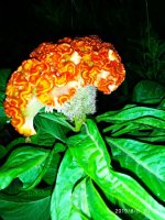 IMG-20190808-WA0035.jpg