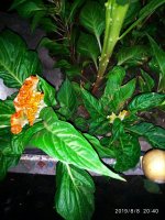 IMG-20190808-WA0029.jpg