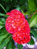 IMG-20190808-WA0032.jpg