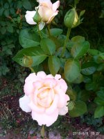 IMG-20190809-WA0019.jpg
