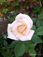IMG-20190809-WA0018.jpg