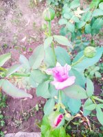 IMG-20190809-WA0014.jpg