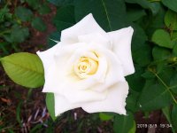 IMG-20190809-WA0012.jpg