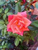 IMG-20190809-WA0011.jpg