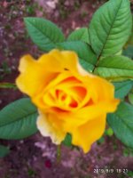 IMG-20190809-WA0009.jpg