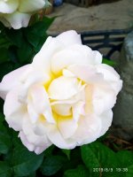 IMG-20190809-WA0007.jpg