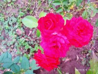 IMG-20190809-WA0008.jpg