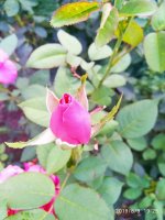IMG-20190809-WA0006.jpg