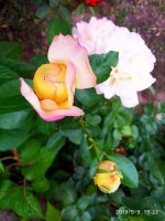 IMG-20190809-WA0005.jpg
