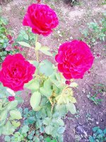 IMG-20190809-WA0004.jpg