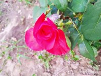 IMG-20190809-WA0003.jpg
