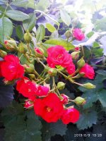 IMG-20190809-WA0001.jpg
