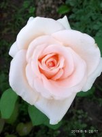 IMG-20190808-WA0048.jpg