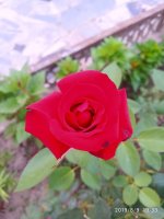 IMG-20190809-WA0000.jpg