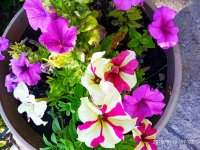 IMG-20190810-WA0006.jpg