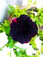 IMG-20190810-WA0005.jpg