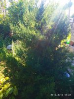 IMG-20190810-WA0008.jpg