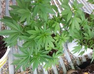 сияние 10.08.jpg