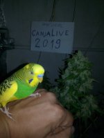 IMG_20190811_130430.jpg