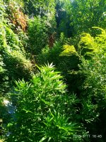 IMG-20190811-WA0021.jpg
