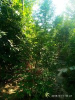 IMG-20190811-WA0019.jpg