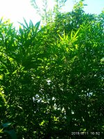 IMG-20190811-WA0016.jpg