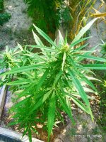 IMG-20190811-WA0015.jpg