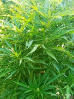 IMG-20190811-WA0013.jpg