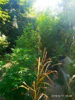 IMG-20190811-WA0009.jpg