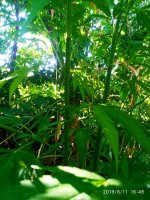 IMG-20190811-WA0025.jpg