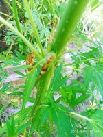 IMG-20190811-WA0024.jpg