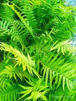 IMG-20190811-WA0073.jpg
