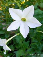 IMG-20190811-WA0074.jpg
