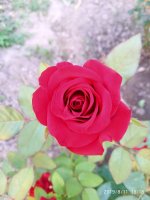 IMG-20190811-WA0077.jpg