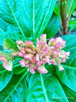 IMG-20190811-WA0071.jpg