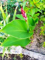 IMG-20190811-WA0066.jpg